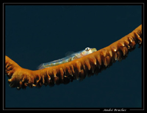 blennie nain... by André Bruchez 